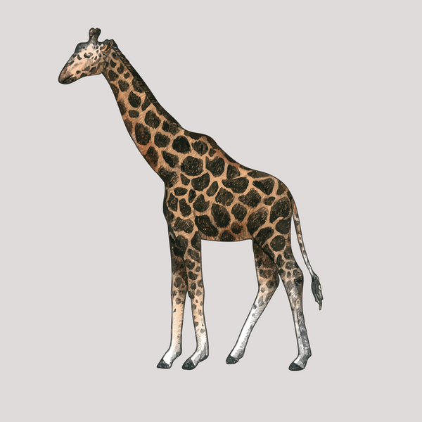 Realistic Safari Animal Trio Cut Outs